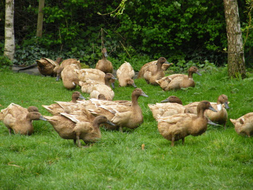 Jenny Young - Castlefarm Ducks